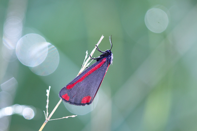 <i class='fa fa-user'></i>&nbsp;Pieter  LJ&nbsp;|  Sint-jacobsvlinder&nbsp; <i class='fa fa-eye'>&nbsp;60</i> &nbsp;<i class='fa fa-thumbs-up'>&nbsp;1</i> &nbsp; <i class='fa fa-comment-o'>&nbsp;3</i>