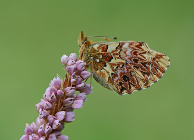 <i class='fa fa-user'></i>&nbsp;koekieman&nbsp;|  Titania's Parelmoervlinder&nbsp; <i class='fa fa-eye'>&nbsp;126</i> &nbsp;<i class='fa fa-thumbs-up'>&nbsp;10</i> &nbsp; <i class='fa fa-comment-o'>&nbsp;11</i>