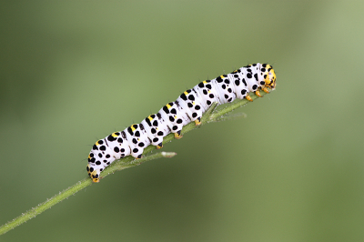 <i class='fa fa-user'></i>&nbsp;Paul Vandebroek&nbsp;|  Helmkruidvlinder&nbsp; <i class='fa fa-eye'>&nbsp;66</i> &nbsp;<i class='fa fa-thumbs-up'>&nbsp;3</i> &nbsp; <i class='fa fa-comment-o'>&nbsp;6</i>