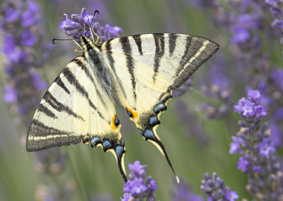 <i class='fa fa-user'></i>&nbsp;Tom&nbsp;|  Koningspage&nbsp; <i class='fa fa-eye'>&nbsp;112</i> &nbsp;<i class='fa fa-thumbs-up'>&nbsp;9</i> &nbsp; <i class='fa fa-comment-o'>&nbsp;4</i>