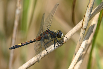 <i class='fa fa-user'></i>&nbsp;Eric Gibcus&nbsp;|  Gevlekte Witsnuitlibel&nbsp; <i class='fa fa-eye'>&nbsp;72</i> &nbsp; <i class='fa fa-comment-o'>&nbsp;3</i>