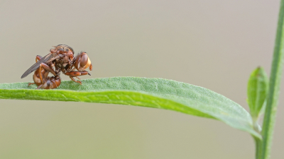 <i class='fa fa-user'></i>&nbsp;Johan van Gurp&nbsp;|  Roestbruine Kromlijf&nbsp; <i class='fa fa-eye'>&nbsp;83</i> &nbsp;<i class='fa fa-thumbs-up'>&nbsp;3</i> &nbsp; <i class='fa fa-comment-o'>&nbsp;2</i>