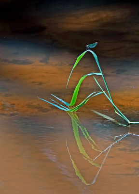 <i class='fa fa-user'></i>&nbsp;nelappelmelk&nbsp;|  Lichtval&nbsp; <i class='fa fa-eye'>&nbsp;105</i> &nbsp;<i class='fa fa-thumbs-up'>&nbsp;5</i> &nbsp; <i class='fa fa-comment-o'>&nbsp;5</i>