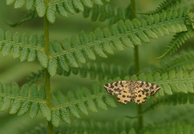 <i class='fa fa-user'></i>&nbsp;Nel R&nbsp;|  Boterbloempje&nbsp; <i class='fa fa-eye'>&nbsp;84</i> &nbsp;<i class='fa fa-thumbs-up'>&nbsp;4</i> &nbsp; <i class='fa fa-comment-o'>&nbsp;5</i>