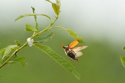 <i class='fa fa-user'></i>&nbsp;mauritskoenen48&nbsp;|  Meikever&nbsp; <i class='fa fa-eye'>&nbsp;86</i> &nbsp;<i class='fa fa-thumbs-up'>&nbsp;3</i> &nbsp; <i class='fa fa-comment-o'>&nbsp;2</i>