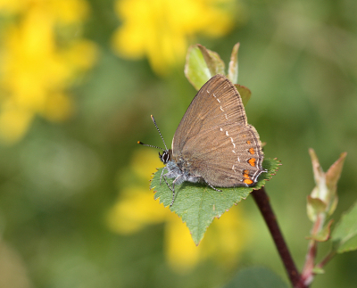 <i class='fa fa-user'></i>&nbsp;Paul Vandebroek&nbsp;|  Bruine Eikenpage&nbsp; <i class='fa fa-eye'>&nbsp;81</i> &nbsp;<i class='fa fa-thumbs-up'>&nbsp;7</i> &nbsp; <i class='fa fa-comment-o'>&nbsp;6</i>