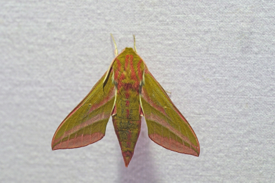 <i class='fa fa-user'></i>&nbsp;Jelle Bakker&nbsp;|  Groot Avondrood&nbsp; <i class='fa fa-eye'>&nbsp;80</i> &nbsp;<i class='fa fa-thumbs-up'>&nbsp;3</i> &nbsp; <i class='fa fa-comment-o'>&nbsp;1</i>