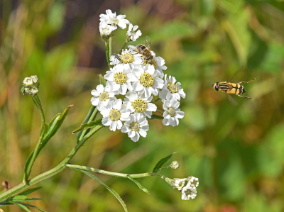 <i class='fa fa-user'></i>&nbsp;kooyammers&nbsp;|  Wilde Bertram&nbsp; <i class='fa fa-eye'>&nbsp;50</i> &nbsp;<i class='fa fa-thumbs-up'>&nbsp;1</i> &nbsp; <i class='fa fa-comment-o'>&nbsp;2</i>