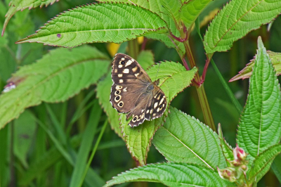 <i class='fa fa-user'></i>&nbsp;kooyammers&nbsp;|  Bont Zandoogje&nbsp; <i class='fa fa-eye'>&nbsp;51</i> &nbsp;<i class='fa fa-thumbs-up'>&nbsp;2</i> &nbsp; <i class='fa fa-comment-o'>&nbsp;4</i>