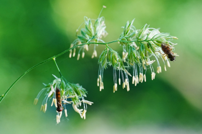 <i class='fa fa-user'></i>&nbsp;hesterb&nbsp;|  Gewone Driehoekszweefvlieg&nbsp; <i class='fa fa-eye'>&nbsp;56</i> &nbsp;<i class='fa fa-thumbs-up'>&nbsp;1</i> &nbsp; <i class='fa fa-comment-o'>&nbsp;2</i>