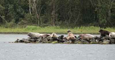 <i class='fa fa-user'></i>&nbsp;ko katsman&nbsp;|  Gewone Zeehond&nbsp; <i class='fa fa-eye'>&nbsp;106</i> &nbsp; <i class='fa fa-comment-o'>&nbsp;2</i>