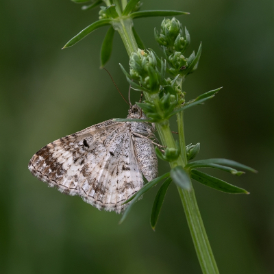 <i class='fa fa-user'></i>&nbsp;Johan van Gurp&nbsp;|  Gewone Bandspanner&nbsp; <i class='fa fa-eye'>&nbsp;46</i> &nbsp;<i class='fa fa-thumbs-up'>&nbsp;2</i> &nbsp; <i class='fa fa-comment-o'>&nbsp;1</i>