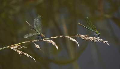 <i class='fa fa-user'></i>&nbsp;nelappelmelk&nbsp;|  Weidebeekjuffer&nbsp; <i class='fa fa-eye'>&nbsp;62</i> &nbsp;<i class='fa fa-thumbs-up'>&nbsp;1</i> &nbsp; <i class='fa fa-comment-o'>&nbsp;3</i>