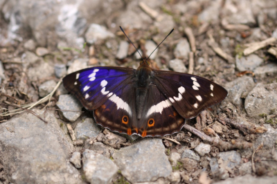 Ik heb deze vlinder gefotografeerd op een wandelpad van grind naast een bos