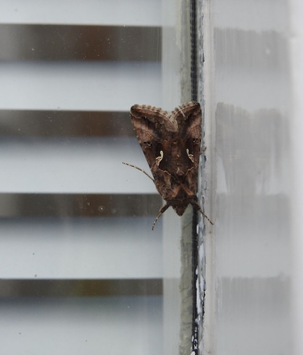 <i class='fa fa-user'></i>&nbsp;HenK5&nbsp;|  Gamma-uil&nbsp; <i class='fa fa-eye'>&nbsp;49</i> &nbsp; <i class='fa fa-comment-o'>&nbsp;3</i>