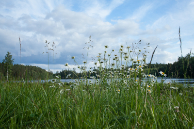 <i class='fa fa-user'></i>&nbsp;susan meijnders&nbsp;|  Margrieten&nbsp; <i class='fa fa-eye'>&nbsp;60</i> &nbsp; <i class='fa fa-comment-o'>&nbsp;4</i>