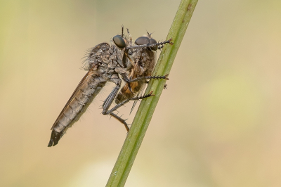 <i class='fa fa-user'></i>&nbsp;Johan van Gurp&nbsp;|  Roodbaardroofvlieg&nbsp; <i class='fa fa-eye'>&nbsp;60</i> &nbsp;<i class='fa fa-thumbs-up'>&nbsp;5</i> &nbsp; <i class='fa fa-comment-o'>&nbsp;2</i>