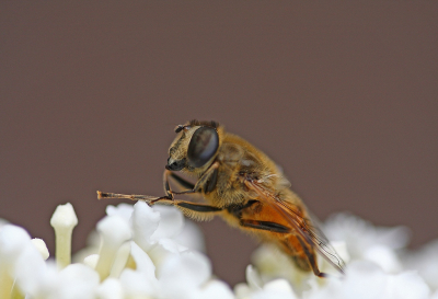 <i class='fa fa-user'></i>&nbsp;Cor&nbsp;|  Blinde Bij&nbsp; <i class='fa fa-eye'>&nbsp;70</i> &nbsp;<i class='fa fa-thumbs-up'>&nbsp;5</i> &nbsp; <i class='fa fa-comment-o'>&nbsp;6</i>