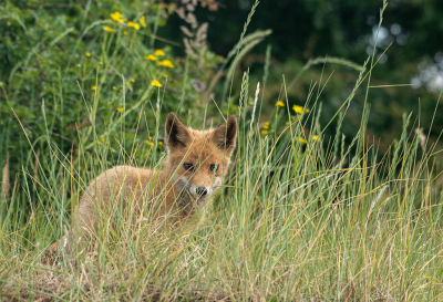 <i class='fa fa-user'></i>&nbsp;Eef Kieft&nbsp;|  Vos&nbsp; <i class='fa fa-eye'>&nbsp;61</i> &nbsp; <i class='fa fa-comment-o'>&nbsp;3</i>