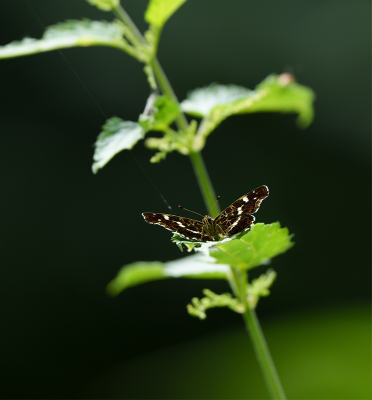 <i class='fa fa-user'></i>&nbsp;Jurgen Maassen&nbsp;|  Landkaartje&nbsp; <i class='fa fa-eye'>&nbsp;54</i> &nbsp;<i class='fa fa-thumbs-up'>&nbsp;2</i> &nbsp; <i class='fa fa-comment-o'>&nbsp;2</i>