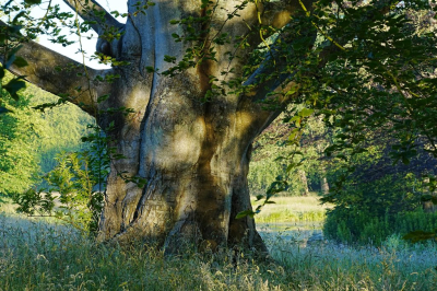 <i class='fa fa-user'></i>&nbsp;hesterb&nbsp;|  Beuk&nbsp; <i class='fa fa-eye'>&nbsp;67</i> &nbsp; <i class='fa fa-comment-o'>&nbsp;4</i>