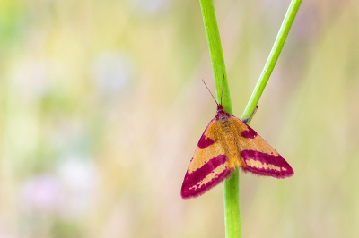 <i class='fa fa-user'></i>&nbsp;Johan van Gurp&nbsp;|  Zuringspanner&nbsp; <i class='fa fa-eye'>&nbsp;76</i> &nbsp;<i class='fa fa-thumbs-up'>&nbsp;8</i> &nbsp; <i class='fa fa-comment-o'>&nbsp;8</i>