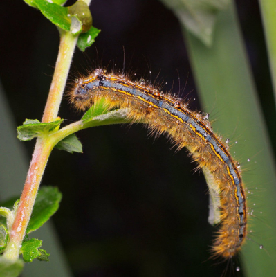 <i class='fa fa-user'></i>&nbsp;tonysettanta&nbsp;|  Ringelrups&nbsp; <i class='fa fa-eye'>&nbsp;37</i> &nbsp; <i class='fa fa-comment-o'>&nbsp;1</i>