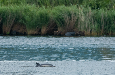 <i class='fa fa-user'></i>&nbsp;Eef Kieft&nbsp;|  Gewone Dolfijn&nbsp; <i class='fa fa-eye'>&nbsp;110</i> &nbsp; <i class='fa fa-comment-o'>&nbsp;6</i>