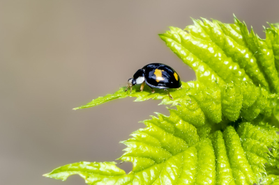 <i class='fa fa-user'></i>&nbsp;Martin Verbeeten&nbsp;|  Viervlekkig Aziatisch Lieveheersbeestje&nbsp; <i class='fa fa-eye'>&nbsp;50</i> &nbsp; <i class='fa fa-comment-o'>&nbsp;3</i>