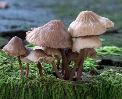 <i class='fa fa-user'></i> ggerretje | Bloedsteelmycena ?  <i class='fa fa-eye'> 4</i>   <i class='fa fa-comment-o'> 0</i>