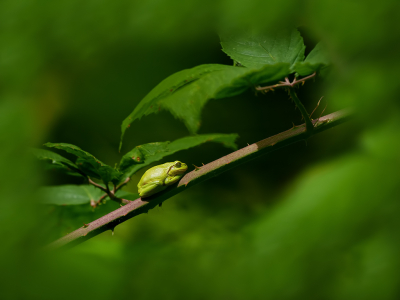 <i class='fa fa-user'></i>&nbsp;Jurgen Maassen&nbsp;|  Europese Boomkikker&nbsp; <i class='fa fa-eye'>&nbsp;69</i> &nbsp;<i class='fa fa-thumbs-up'>&nbsp;2</i> &nbsp; <i class='fa fa-comment-o'>&nbsp;4</i>