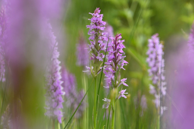 <i class='fa fa-user'></i>&nbsp;mauritskoenen48&nbsp;|  Gevlekte Orchis&nbsp; <i class='fa fa-eye'>&nbsp;42</i> &nbsp; <i class='fa fa-comment-o'>&nbsp;0</i>