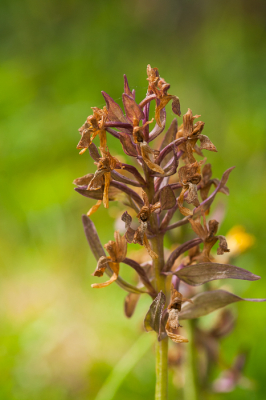 <i class='fa fa-user'></i>&nbsp;susan meijnders&nbsp;|  Harlekijn&nbsp; <i class='fa fa-eye'>&nbsp;52</i> &nbsp; <i class='fa fa-comment-o'>&nbsp;4</i>