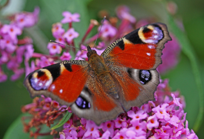 <i class='fa fa-user'></i>&nbsp;Cor&nbsp;|  Dagpauwoog&nbsp; <i class='fa fa-eye'>&nbsp;73</i> &nbsp;<i class='fa fa-thumbs-up'>&nbsp;1</i> &nbsp; <i class='fa fa-comment-o'>&nbsp;8</i>