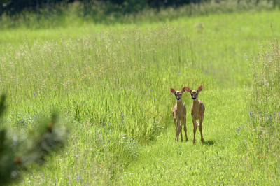 <i class='fa fa-user'></i>&nbsp;Jan Luit&nbsp;|  Witstaarthert&nbsp; <i class='fa fa-eye'>&nbsp;89</i> &nbsp;<i class='fa fa-thumbs-up'>&nbsp;1</i> &nbsp; <i class='fa fa-comment-o'>&nbsp;5</i>