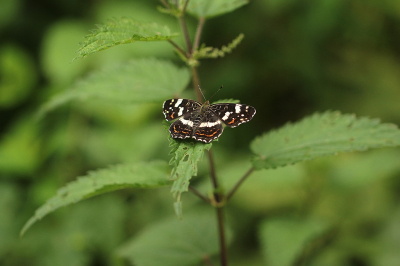 <i class='fa fa-user'></i>&nbsp;frbeuming&nbsp;|  Landkaartje&nbsp; <i class='fa fa-eye'>&nbsp;42</i> &nbsp; <i class='fa fa-comment-o'>&nbsp;1</i>