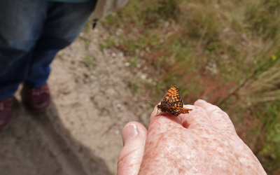 <i class='fa fa-user'></i>&nbsp;nelappelmelk&nbsp;|  Bosparelmoervlinder&nbsp; <i class='fa fa-eye'>&nbsp;85</i> &nbsp; <i class='fa fa-comment-o'>&nbsp;7</i>