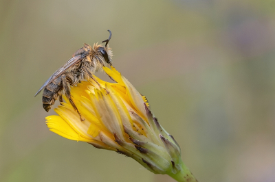 <i class='fa fa-user'></i>&nbsp;Johan van Gurp&nbsp;|  Pluimvoetbij&nbsp; <i class='fa fa-eye'>&nbsp;50</i> &nbsp; <i class='fa fa-comment-o'>&nbsp;3</i>