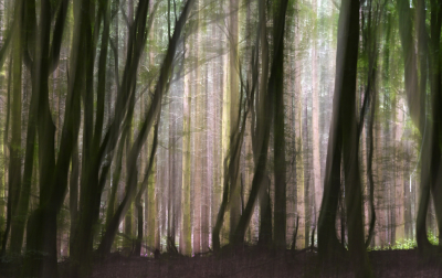 <i class='fa fa-user'></i>&nbsp;liesbeth van vliet&nbsp;|  Loofboom versus naaldboom&nbsp; <i class='fa fa-eye'>&nbsp;76</i> &nbsp;<i class='fa fa-thumbs-up'>&nbsp;4</i> &nbsp; <i class='fa fa-comment-o'>&nbsp;8</i>