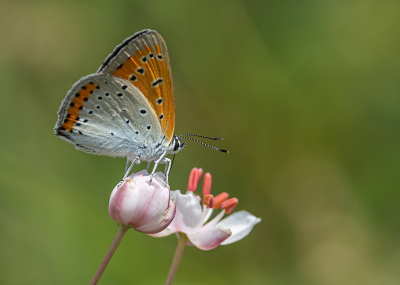 <i class='fa fa-user'></i>&nbsp;Tom&nbsp;|  Grote Vuuvlinder&nbsp; <i class='fa fa-eye'>&nbsp;104</i> &nbsp;<i class='fa fa-thumbs-up'>&nbsp;5</i> &nbsp; <i class='fa fa-comment-o'>&nbsp;5</i>