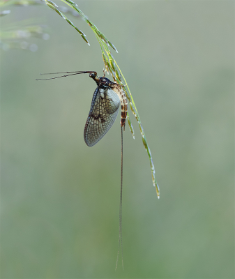 Nog eentje van dit zeer fraaie beestje, nu van de andere kant genomen. Dat was genieten.

Uit de hand, Sony A7IV + 90mm Macro.