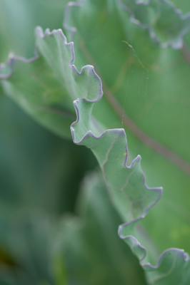 <i class='fa fa-user'></i>&nbsp;susan meijnders&nbsp;|  Zeekool&nbsp; <i class='fa fa-eye'>&nbsp;49</i> &nbsp; <i class='fa fa-comment-o'>&nbsp;3</i>