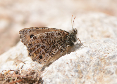 <i class='fa fa-user'></i>&nbsp;koekieman&nbsp;|  Gletsjervlinder&nbsp; <i class='fa fa-eye'>&nbsp;70</i> &nbsp;<i class='fa fa-thumbs-up'>&nbsp;1</i> &nbsp; <i class='fa fa-comment-o'>&nbsp;6</i>