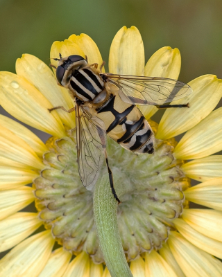 <i class='fa fa-user'></i>&nbsp;Johan van Gurp&nbsp;|  Citroenpendelvlieg&nbsp; <i class='fa fa-eye'>&nbsp;42</i> &nbsp; <i class='fa fa-comment-o'>&nbsp;3</i>