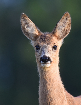 <i class='fa fa-user'></i>&nbsp;robert-jan&nbsp;|  Ree&nbsp; <i class='fa fa-eye'>&nbsp;58</i> &nbsp; <i class='fa fa-comment-o'>&nbsp;2</i>