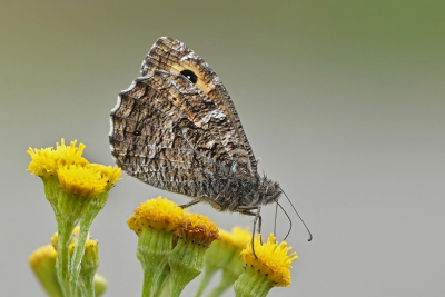 <i class='fa fa-user'></i>&nbsp;nelappelmelk&nbsp;|  Heivlinder&nbsp; <i class='fa fa-eye'>&nbsp;60</i> &nbsp;<i class='fa fa-thumbs-up'>&nbsp;4</i> &nbsp; <i class='fa fa-comment-o'>&nbsp;5</i>