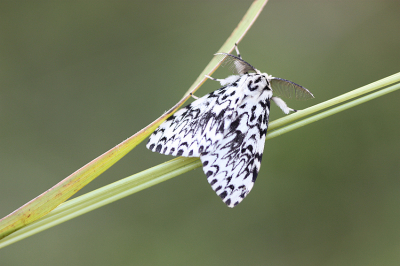 <i class='fa fa-user'></i>&nbsp;Paul Vandebroek&nbsp;|  Nonvlinder&nbsp; <i class='fa fa-eye'>&nbsp;62</i> &nbsp;<i class='fa fa-thumbs-up'>&nbsp;2</i> &nbsp; <i class='fa fa-comment-o'>&nbsp;4</i>