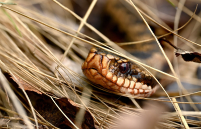 <i class='fa fa-user'></i>&nbsp;Eric Gibcus&nbsp;|  Adder&nbsp; <i class='fa fa-eye'>&nbsp;85</i> &nbsp; <i class='fa fa-comment-o'>&nbsp;6</i>