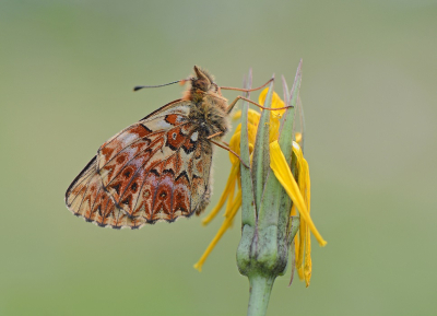 <i class='fa fa-user'></i>&nbsp;koekieman&nbsp;|  Titania's Parelmoervlinder&nbsp; <i class='fa fa-eye'>&nbsp;104</i> &nbsp;<i class='fa fa-thumbs-up'>&nbsp;1</i> &nbsp; <i class='fa fa-comment-o'>&nbsp;6</i>