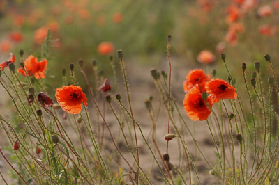 <i class='fa fa-user'></i>&nbsp;Nel R&nbsp;|  Grote Klaproos&nbsp; <i class='fa fa-eye'>&nbsp;56</i> &nbsp; <i class='fa fa-comment-o'>&nbsp;1</i>